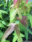 Acer elegantulum, Elegant Maple