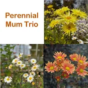 Perennial Chrysanthemum Trio 2026