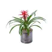 Bromeliad
