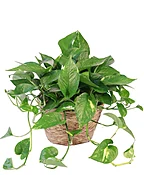 HANGING GOLDEN POTHOS