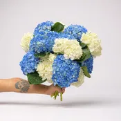 Blue & White Hydrangea – “Coastal Breeze”