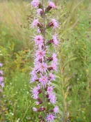 Blazing Star, Button