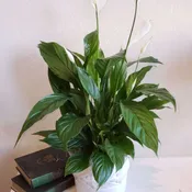 Potted Peace Lily Plant