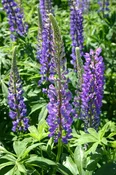 Lupine – Perennial Blue