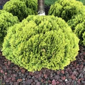 Anna's Magic Ball® Arborvitae (Thuja)