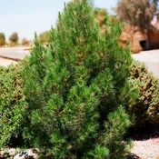 Afghan Eldarica Pine