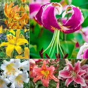 All Summer Lilies