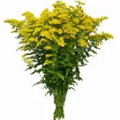 ASTER SOLIDAGO 10 STEM BU