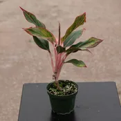 Aglaonema 'Jasper Jones'
