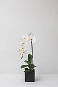 Single white — Casey's Flower Studio