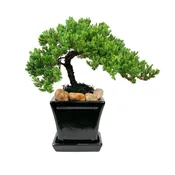 4″ Square Pot & Tray With Bonsai Tree