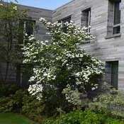 Constellation Dogwood® Rutcan - Hybrid White Dogwood