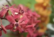 Seasonal Arrangement — IXIA