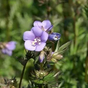 Polemonium 'Bressingham Purple' ~ Bressingham Purple Jacob's Ladder