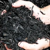 Black Diamond Mulch