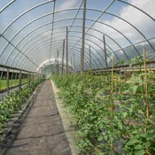 4 Year UV Resistant 6 mil Clear Greenhouse Plastic Sheeting - Choose Your Size