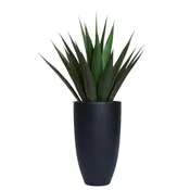 Agave