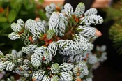 Abies koreana 'Kohout’s Icebreaker' Korean Fir - Grafted on Abies Firma