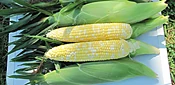 7143 Sweet Corn (Cruiser Treated)