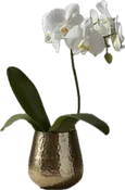 Single Stem Phalaenopsis Plant