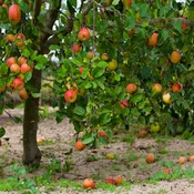 Apple Tree Red McIntosh #15