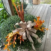 Large Mum Plant... All dressed up!