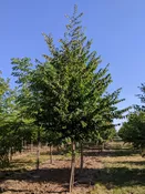 Autumn Treasure® Hophornbeam | Ostrya virginiana  'JFS-KW5' — Northwest Shade Trees