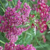 Achillea millefolium ‘FLORACHRO1’  – Milly Rock™ Rose Yarrow