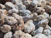 Angelite