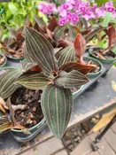 4″ Jewel Orchid