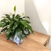 Peace Lily 10"