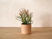 Euphorbia Tirucalli — Mother Co., Plants