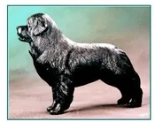 Newfoundland - Large Standing