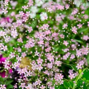 Baby's Breath Pink Carmine Seeds (Gypsophila elegans)