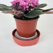 Optimara Watermaid Self-Watering System (2 PACK), Perfect for African Violets, Ferns, Begonias, Other House Plants, Bottom Watering
