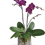 a clear glass cylinder. purple phalaenopsis orchid