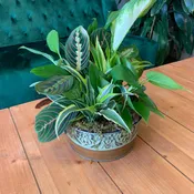 8 Inch Dish Garden