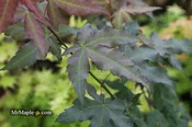 Acer oliverianum x 'Mystic Jewel' Japanese Maple