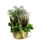 The Classic Dish Garden