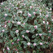 Pink Fragrant Variegated Winter Daphne