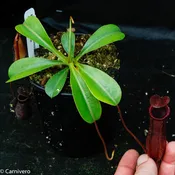 Nepenthes 'Briggsiana', ventricosa x lowii