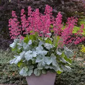 Heuchera Coral Bell #1 Gallon