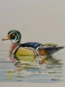 SKETCH AND PAINT ALONG WITH ROBERT – FUR AND FEATHERS / PAINTING WILDLIFE IN LINE AND WATERCOLOR