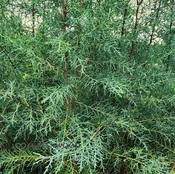 Arizona Cypress Carolina Sapphire Tree