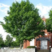 Acer saccharum 'Commemoration'  ~ Commemoration® Sugar Maple