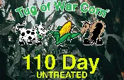 110 day Untreated Corn