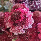 Evanston Monthly Subscription — FlowersFlowers