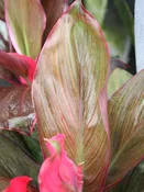 Bali Red Hawaiian Ti Plant (cordyline)