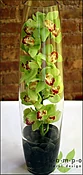 Cymbidium in Tall Vase