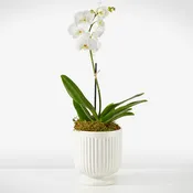 Whispering White Orchid